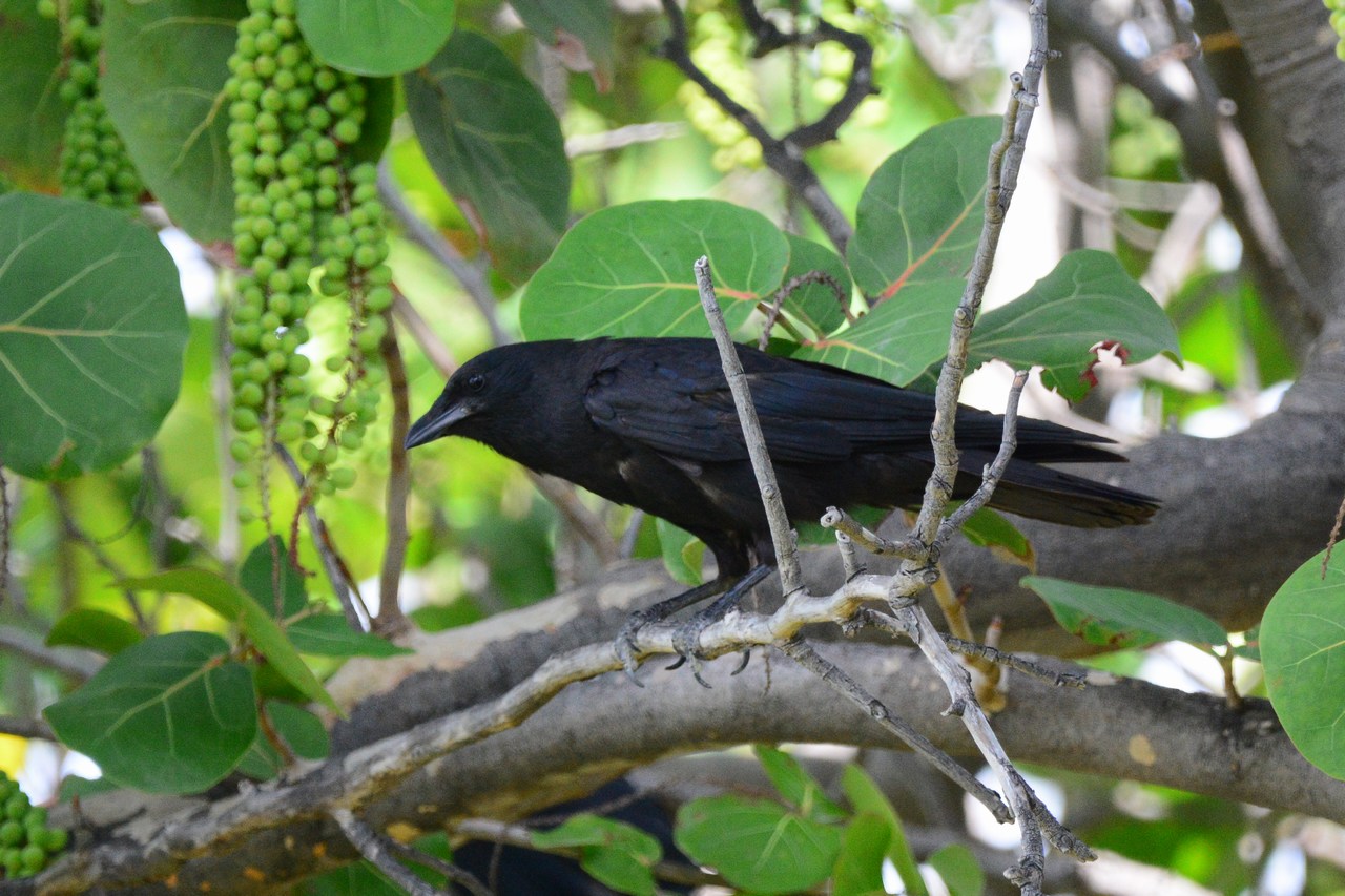 Corvus ossifragus Corvus ossifragus